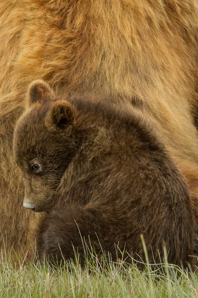 Baby brown bear with mother in Alaska