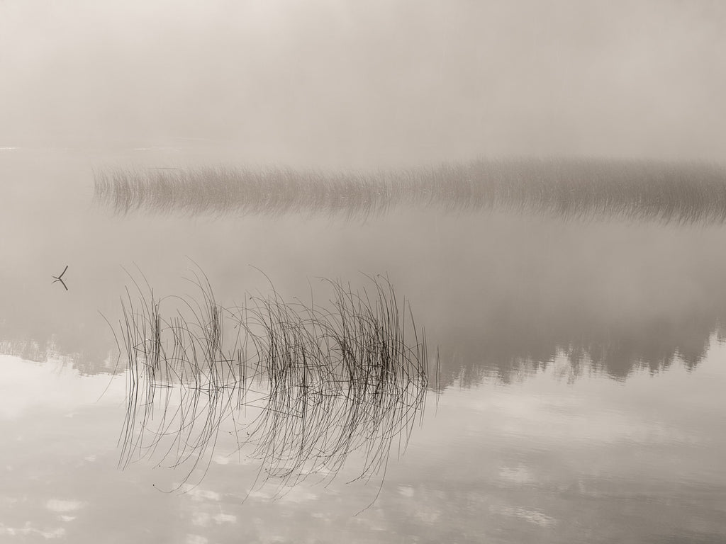 Calm water and grass in Haliburton Canada