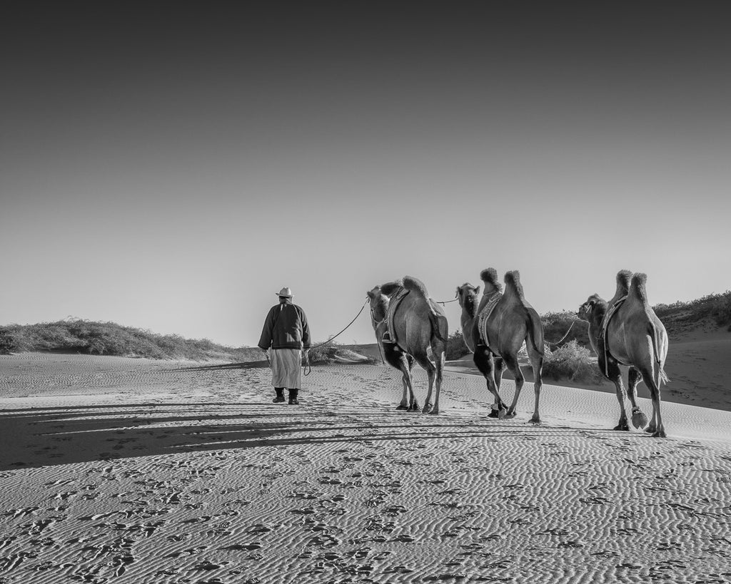 Camel Caravan in the Desert