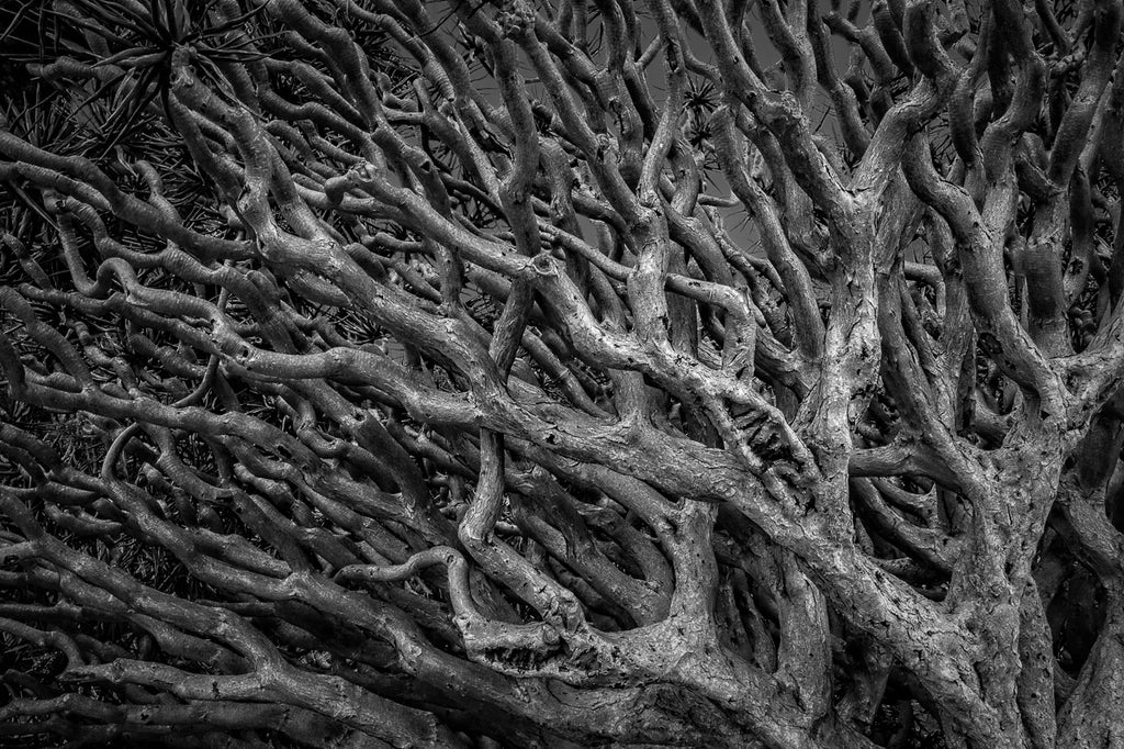 Chaos in nature represented by tangle of branches | Black and White Wall Art