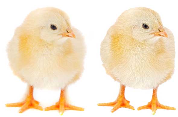 Original stock photo on left. Topaz Adjust (Mild Detail preset) on right.