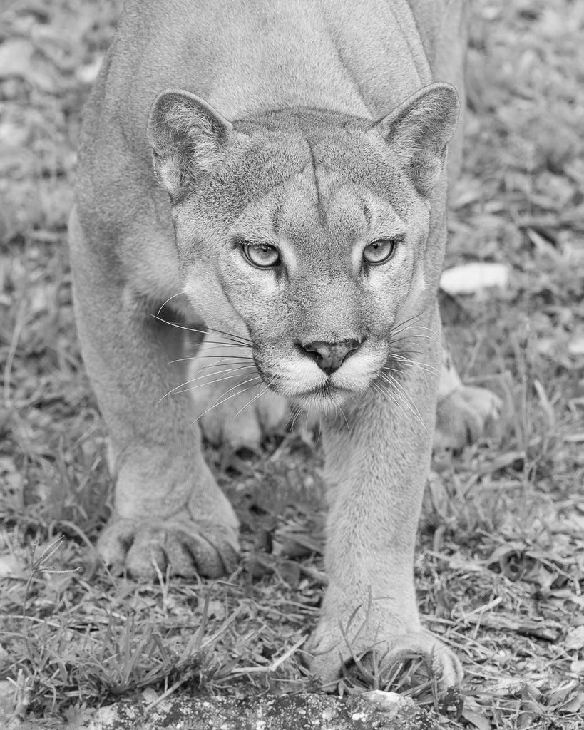 Cougar on the hunt
