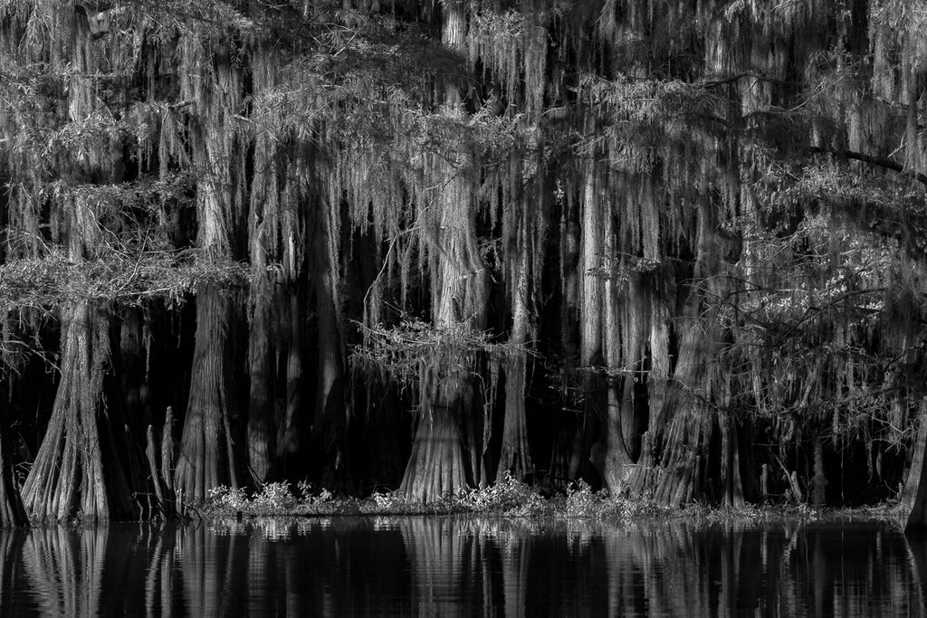 Cypress Tree Swamp Forest in Black and White Lake Cado Texas