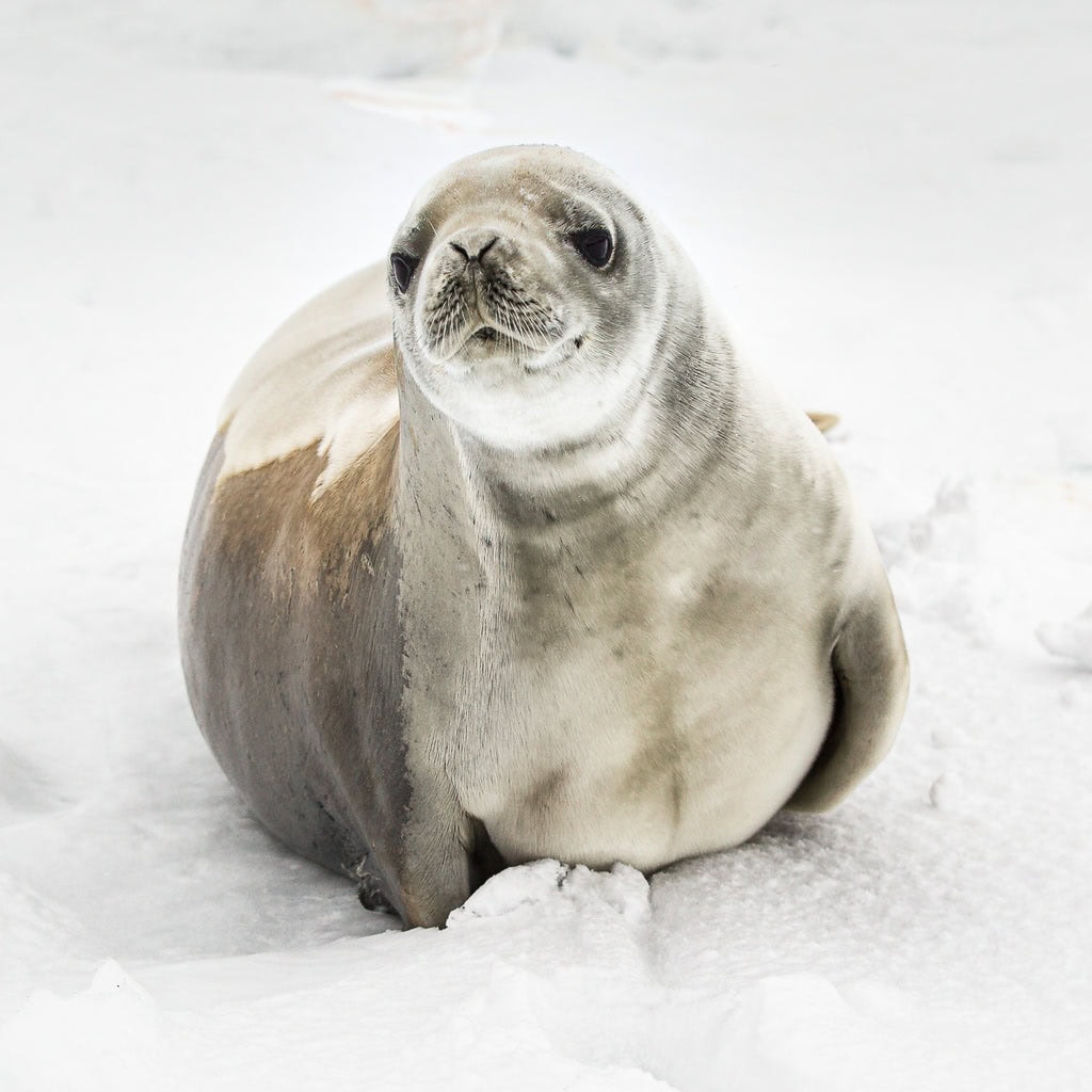 Direct portrait of a large seal in Antarctica