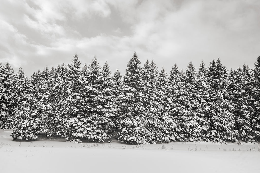 Fresh snow winter forest Haliburton, Ontario, Canada