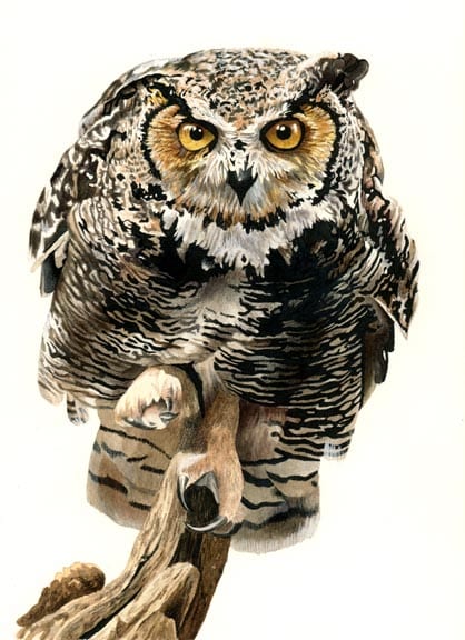 Great Horned Owl, by Bob Nolin. This was one of the last traditional-media works I did before switching to digital. Medium: ink, watercolor, acrylic, and colored pencil. It took FOREVER.
