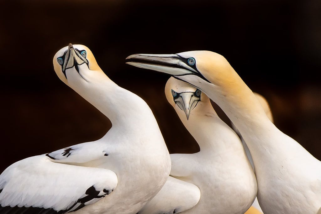 Gannet seabirds Bonaventure Island Gaspe Quebec Canada