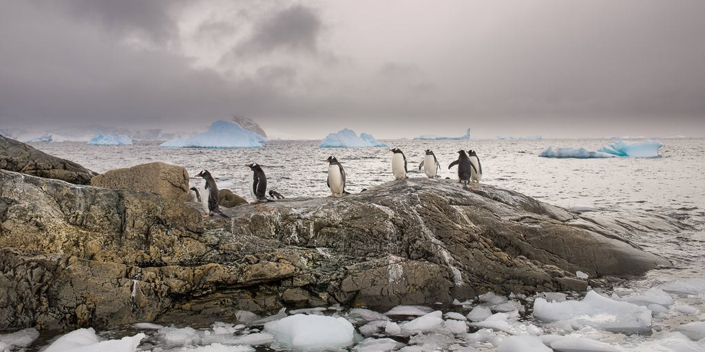 Gentoo Penguins in a row walking on a rock