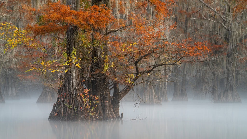 Cypress Tree Photography in Fog
