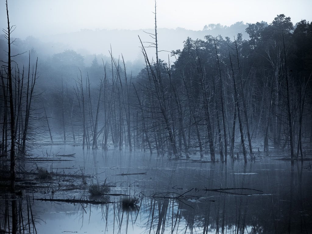 Photo in Fog of a Haliburton Swamp