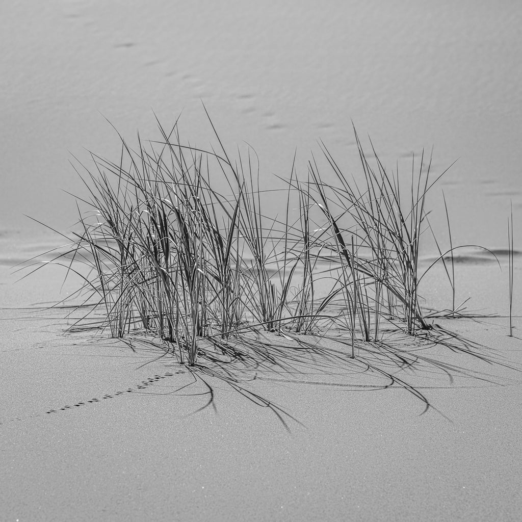 Simple Beauty of Desert Grass