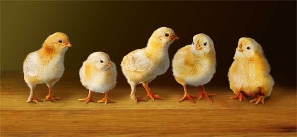The new Exposure Adjustment Layer, along with a layer mask, gives the chicks volume and directional lighting.