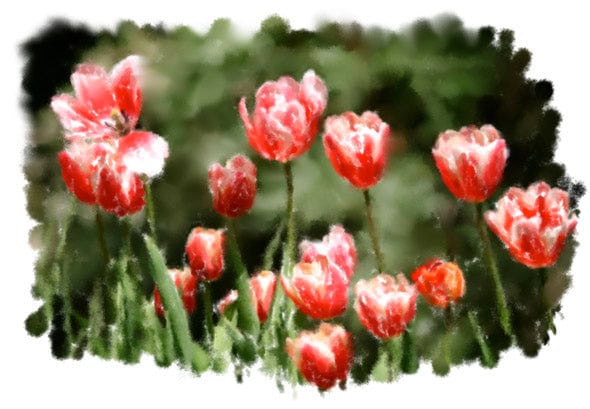  Creating a watercolor look like this is easy and fun to do!