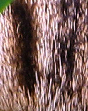 A close-up of the photograph, showing the fur details.