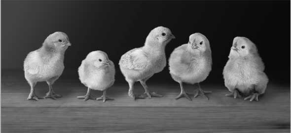 The Black&White adjustment is used to create a grayscale image, or grisaille.