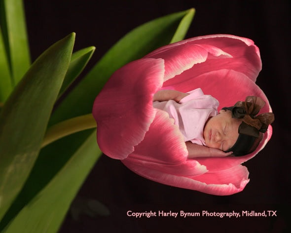 Learn how to create a fantasy image in the Anne Geddes style, using stock photography and Photoshop. Image used with permission.
