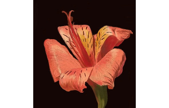 Create a traditional pastel drawing with a line drawing overlay. Painter creates the line drawing for you automatically.