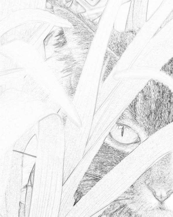 Here's what your line drawing should look like, more or less. Note that I've done some cropping of the original photo.