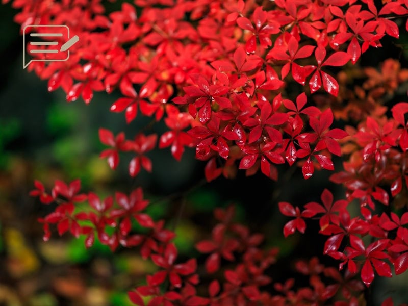 Vibrant red autumn leaves in Japan, perfect for capturing the beauty of the fall season.