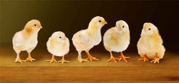 Soft, blurry shadows are cast by the chicks' bodies, while small, hard-edged shadows are cast by their feet.
