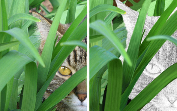 The photo on the left is used a reference for our photorealistic painting, on the right. In Part One, we'll complete the foliage.