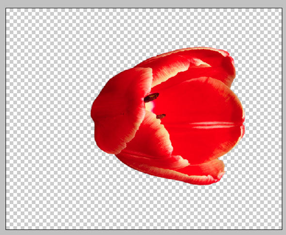Separate the flower from the background. There are a number of ways to do this.