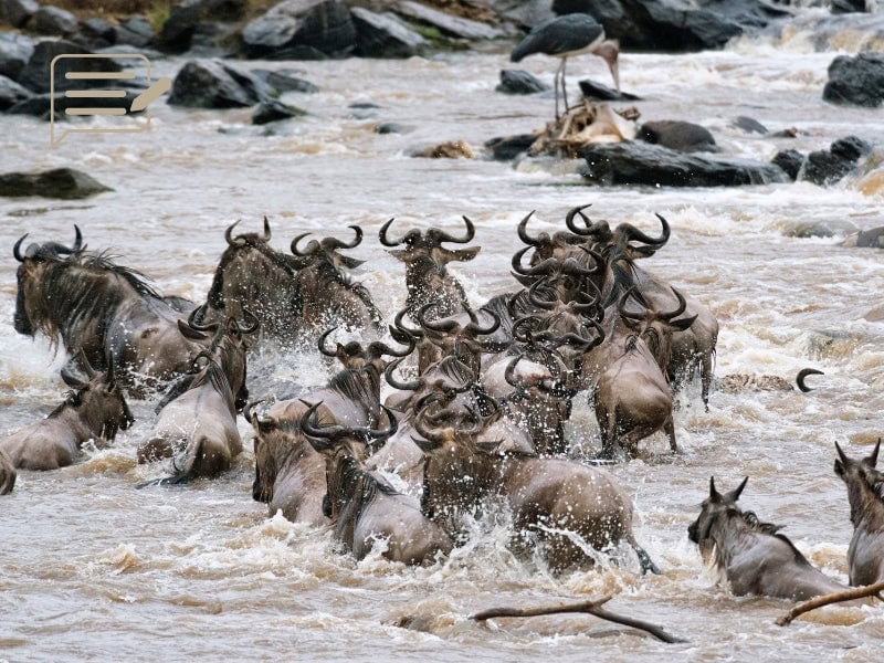 Wildebeest battling the rushing waters of a Tanzanian river, showcasing the courage and resilience of nature’s Great Migration.