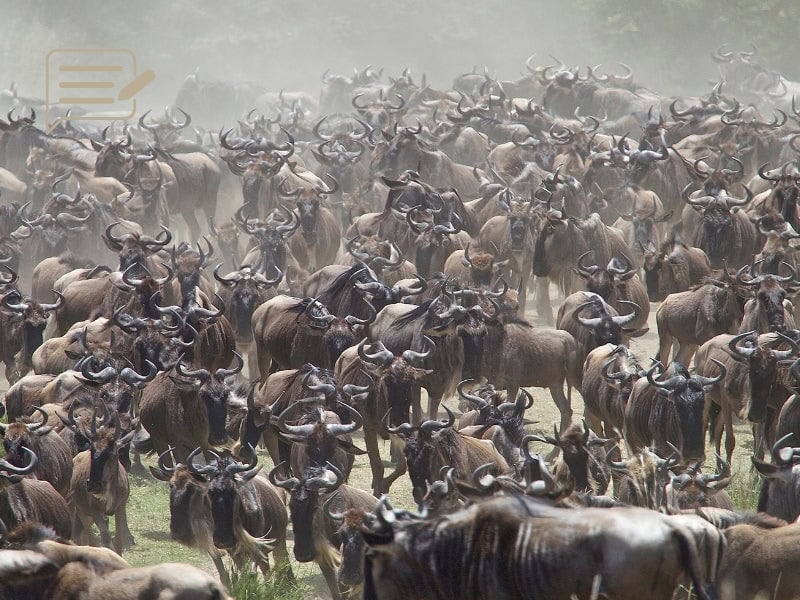 A massive herd of wildebeest gathers, shrouded in dust, as they prepare for the next stage of Tanzania’s iconic Great Migration.