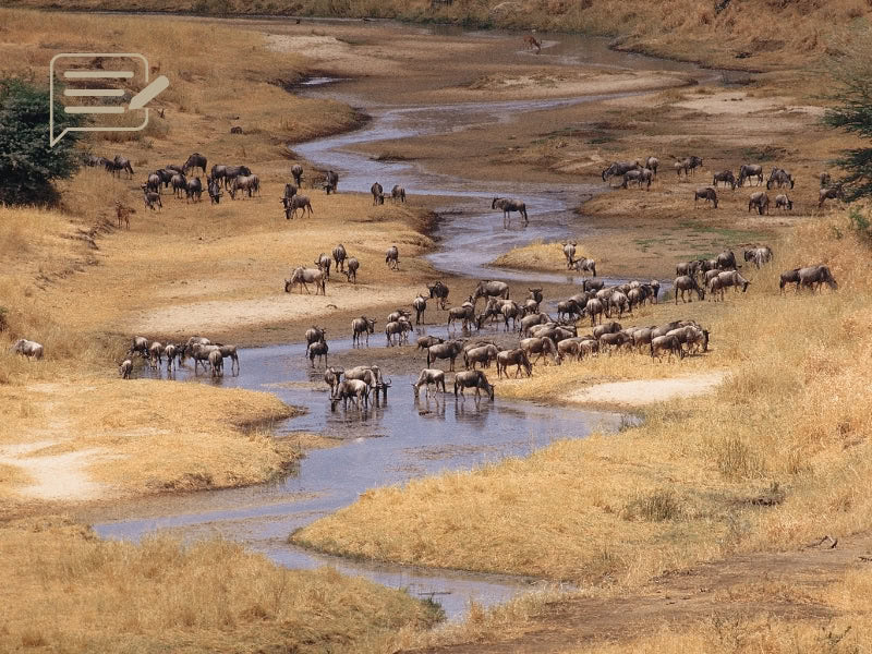A herd of wildebeest gathers along a winding riverbed in Tanzania, a calm moment amidst the epic journey of the Great Migration.