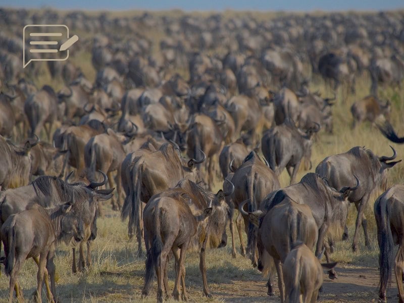 A sweeping view of the Wildebeest Migration across the Tanzanian savannah, showcasing the grandeur and scale of this natural phenomenon.