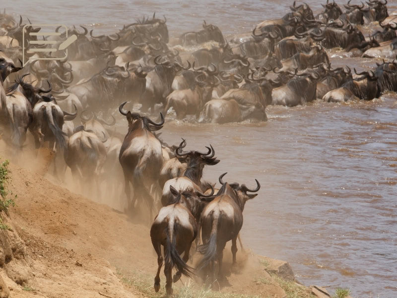 Wildebeest navigate a dangerous river crossing in Tanzania’s Great Migration, an awe-inspiring spectacle captured.