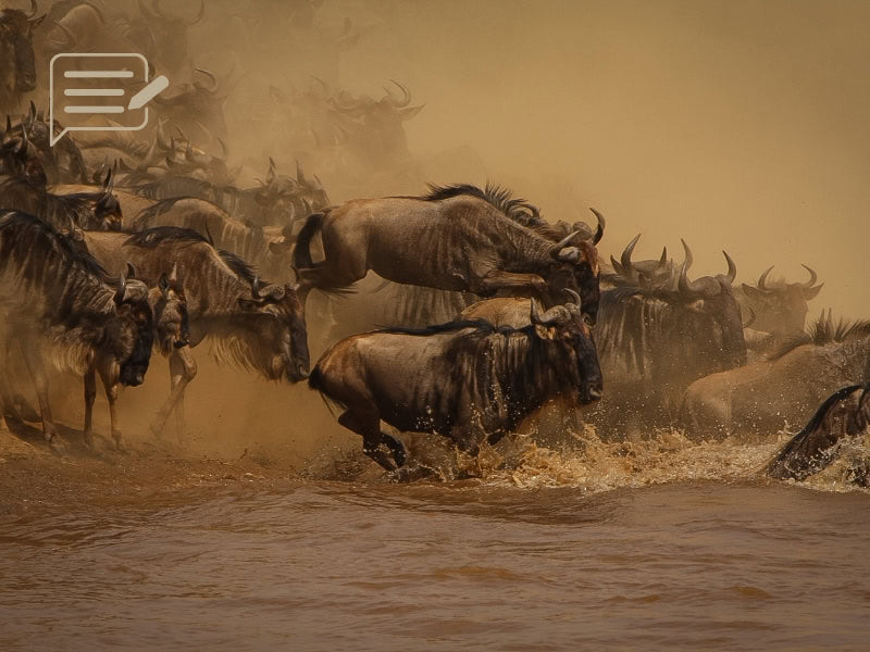 Dynamic shot of the Wildebeest Migration in Tanzania, capturing the raw energy and peril of Africa’s epic wildlife journey.